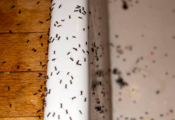 Best Wasp Removal Services  in Phoenix, NY