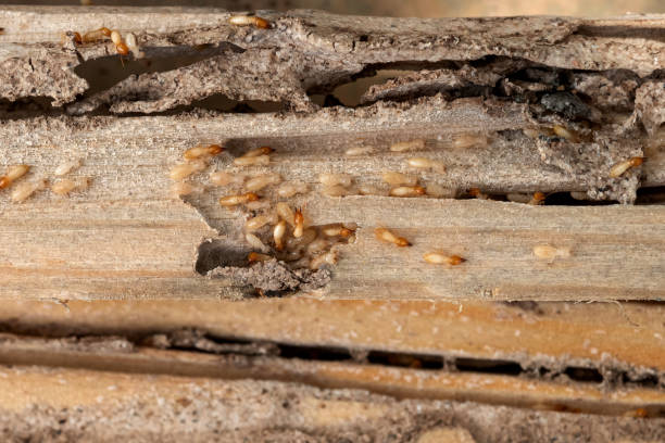 Best Pest Prevention Services  in Phoenix, NY